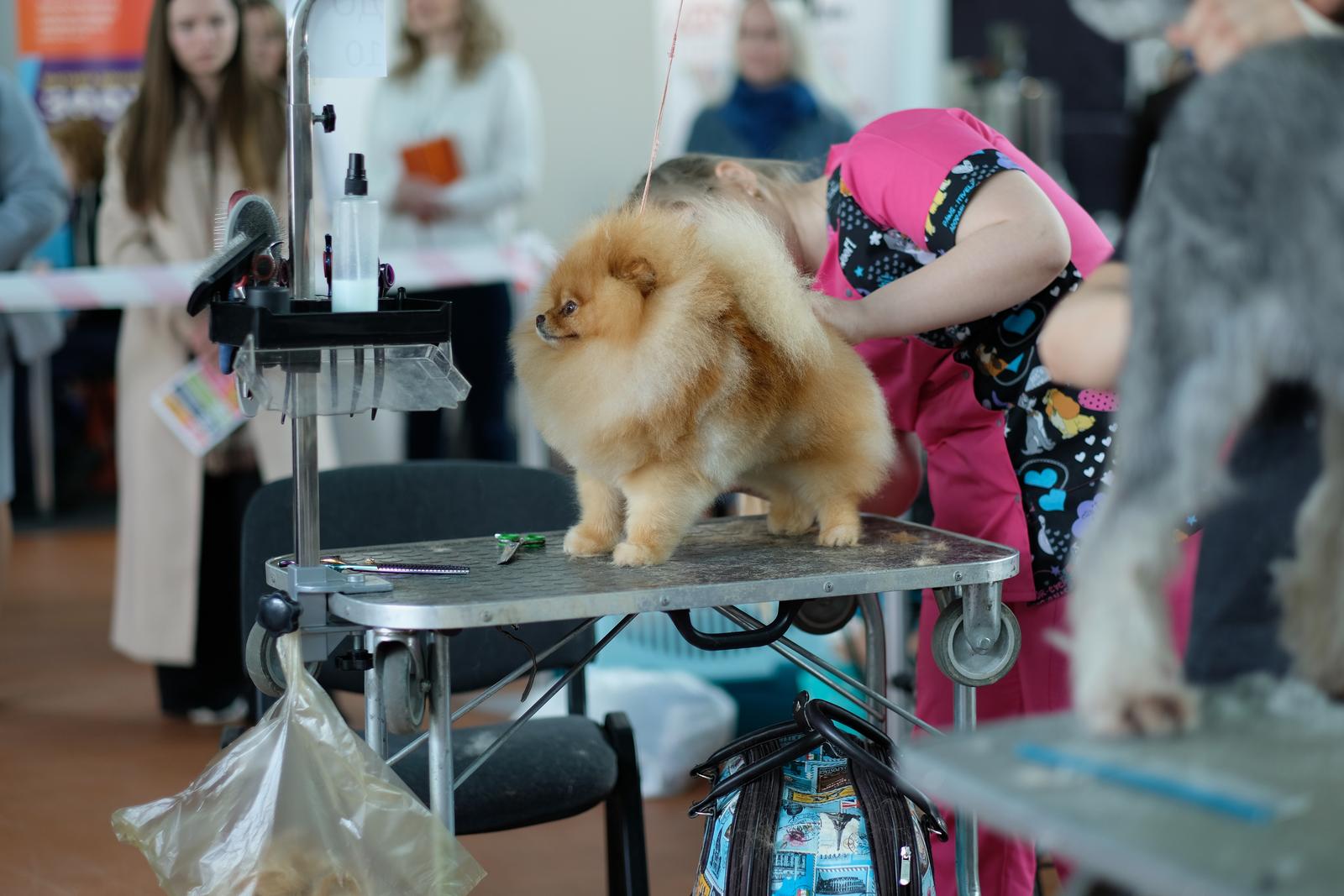 Pomeranian at Groomers