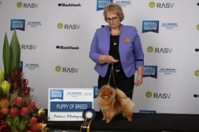 Denise Leo and her Champion Pomeranian Dochlaggie Delightful Desire