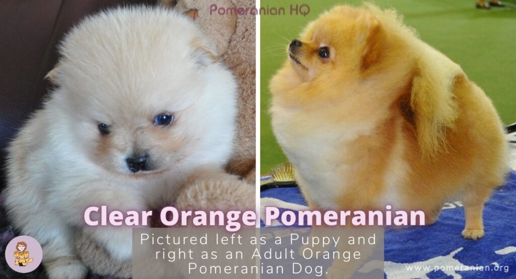 Clear Orange Pomeranian as a Puppy and as an Adult Orange Pomeranian Dog.