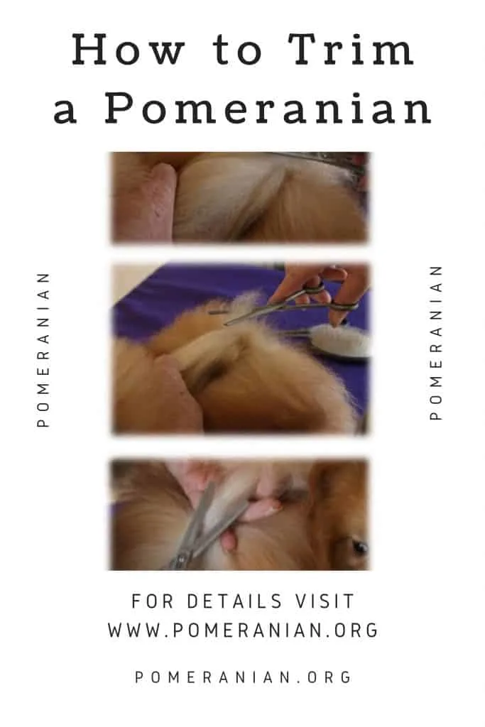 How to Trim a Pomeranian