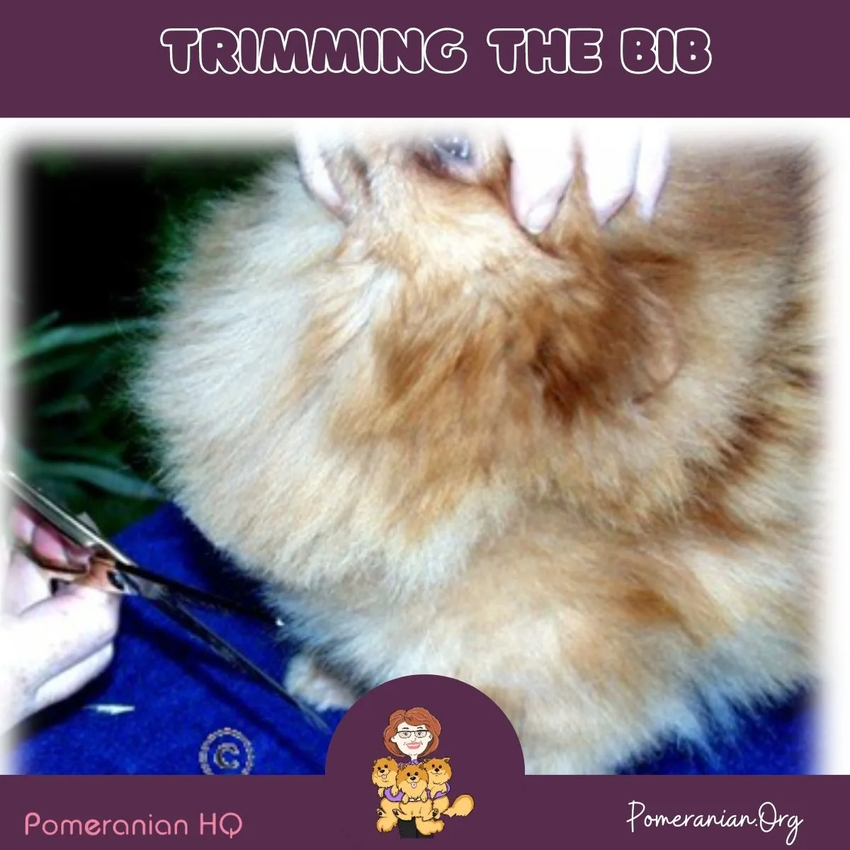 How to Trim a Pomeranian- trimming the Bib.