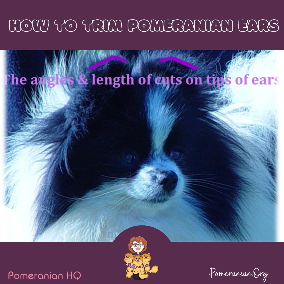 How to trim Pomeranian Ears