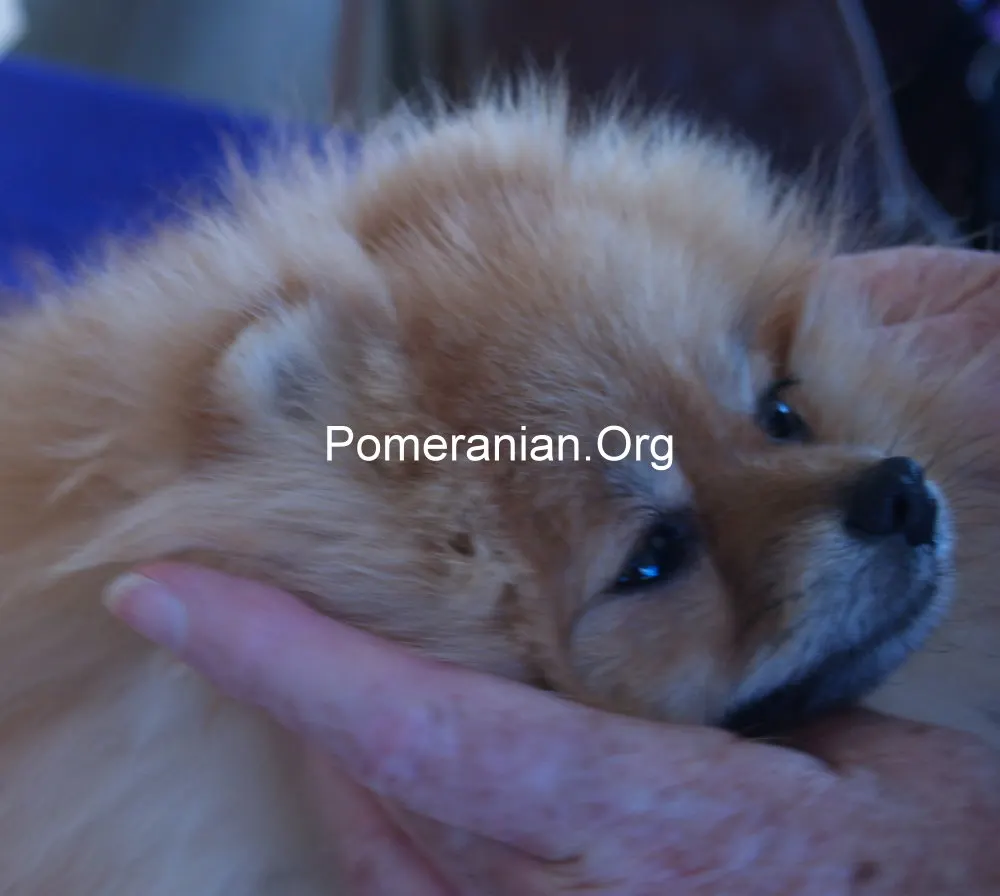 How to trim Pomeranian ears