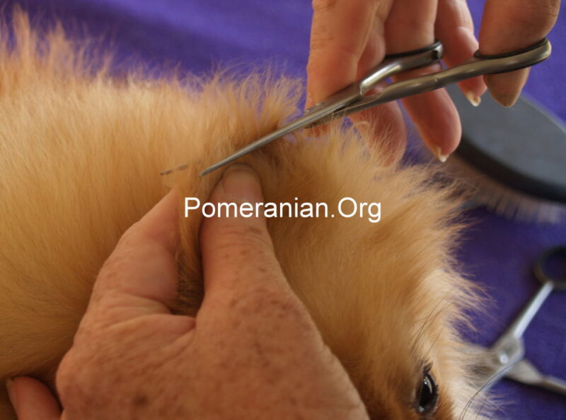 How to Cut a Pomeranian's Hair. How to Properly Trim a Pomeranian