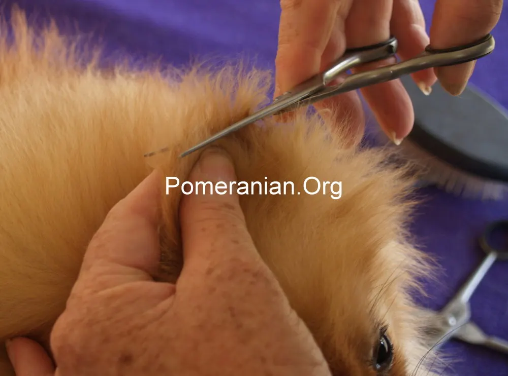 How to trim Pomeranian ears