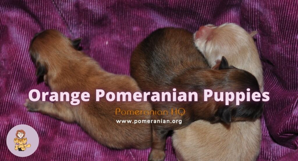 Orange Pomeranian Puppies