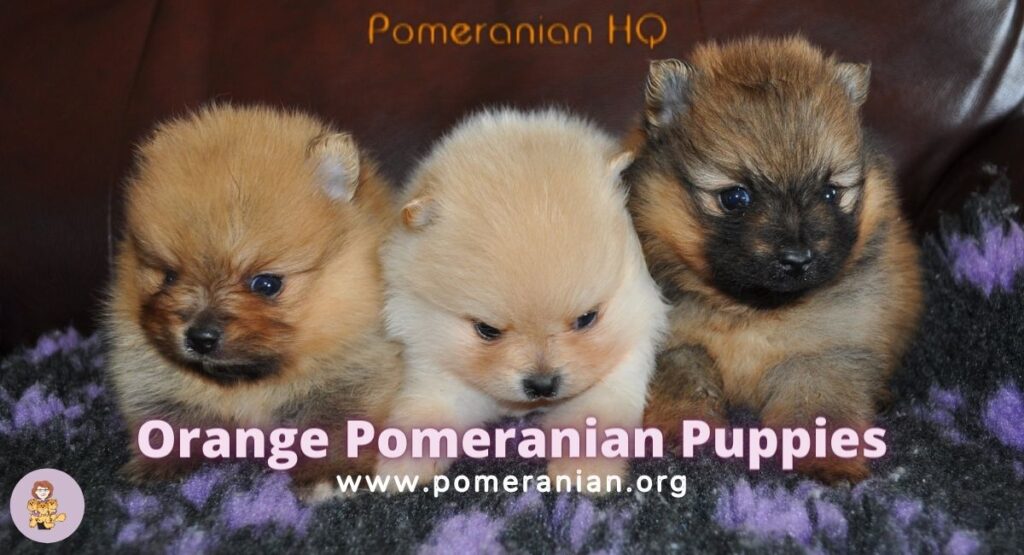 Orange cheap pomeranian puppy