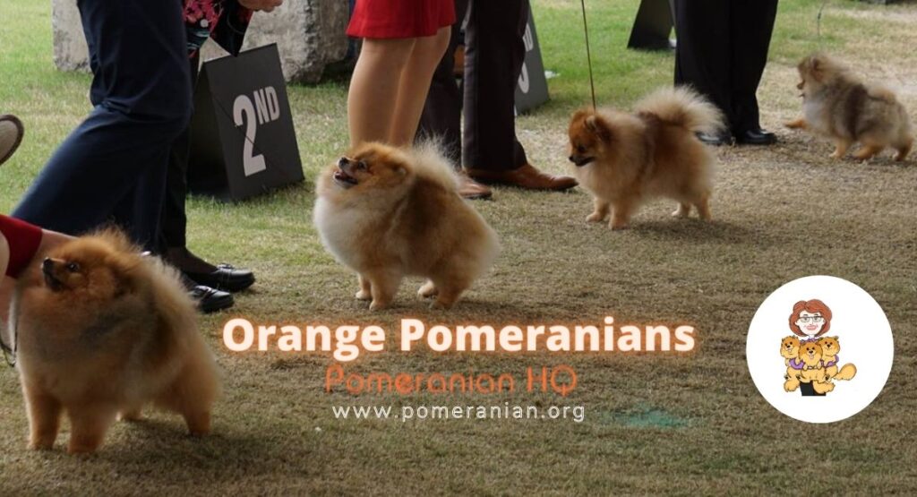 orange merle pomeranian