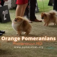 Orange Pomeranians