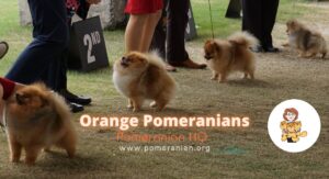 Orange Pomeranians