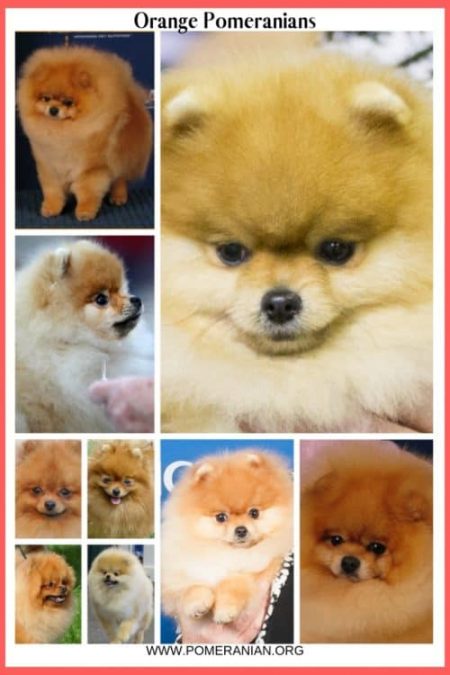 Orange Pomeranians