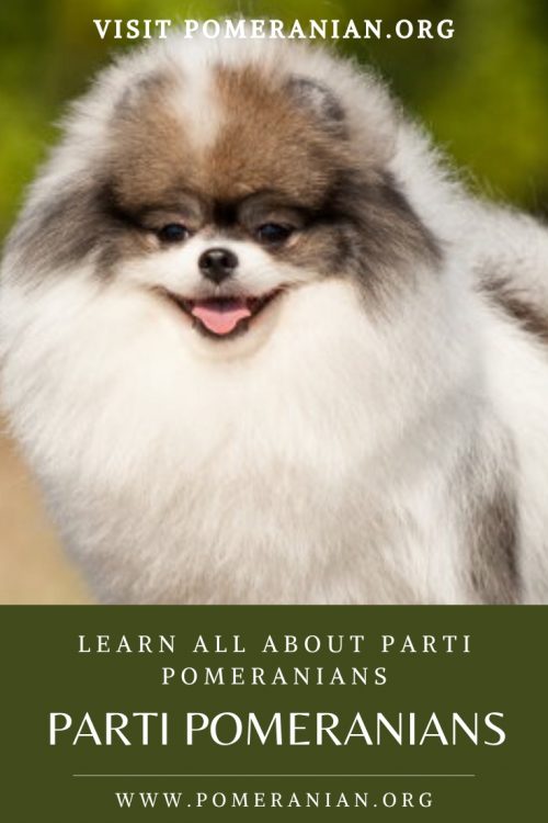 Parti Pomeranian