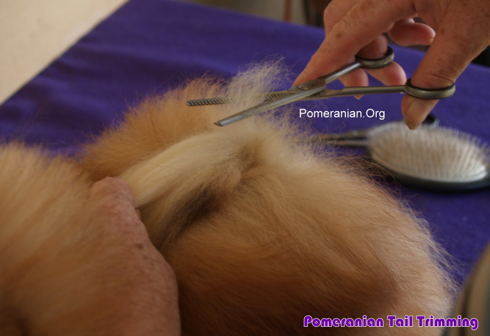 Pomeranian Trimming The Tail