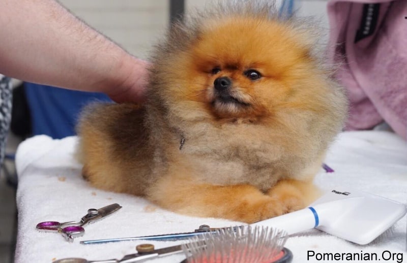 Pomeranian Dog Grooming at the Grooming Salon