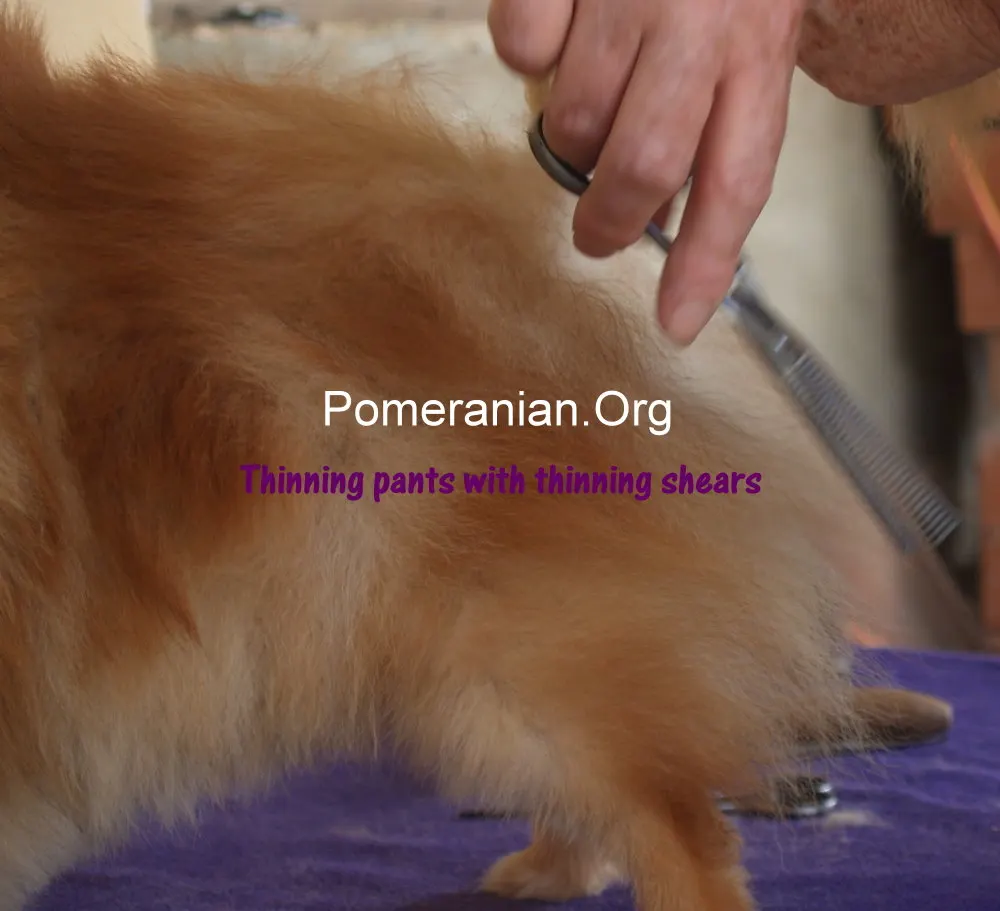 Pomeranian Hair Trim