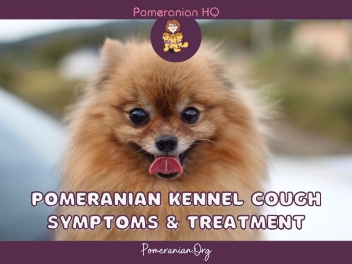 Pomeranian Kennel Cough Symptoms and Treatments