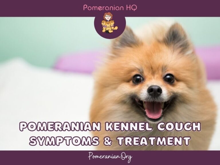 Pomeranian Kennel Cough Symptoms and Treatments