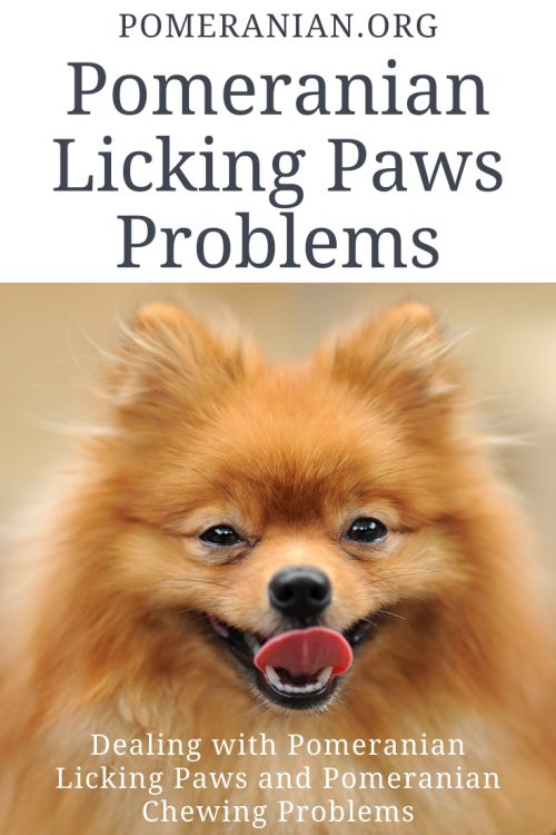 Pomeranian sales licking paws