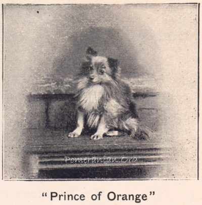 Pomeranian Prince of Orange