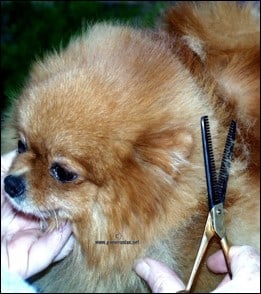 Pomeranian Scissor Cut Ruff