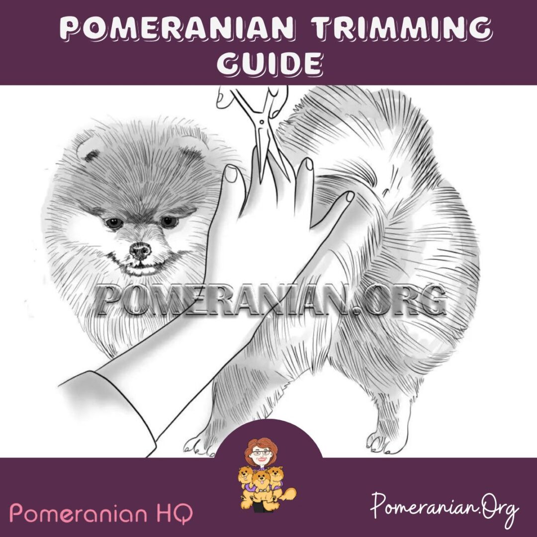 How to Cut a Pomeranian's Hair. How to Properly Trim a Pomeranian