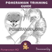 Pomeranian Trimming Guide