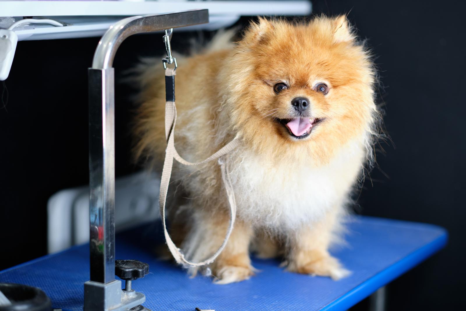 Pomeranian at Groomers