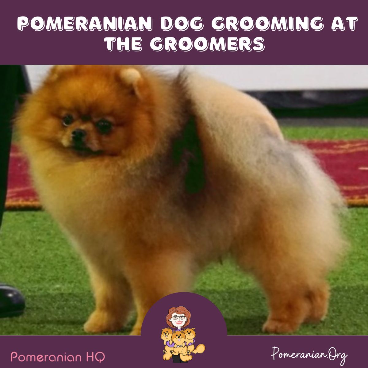 Pomeranian Dog