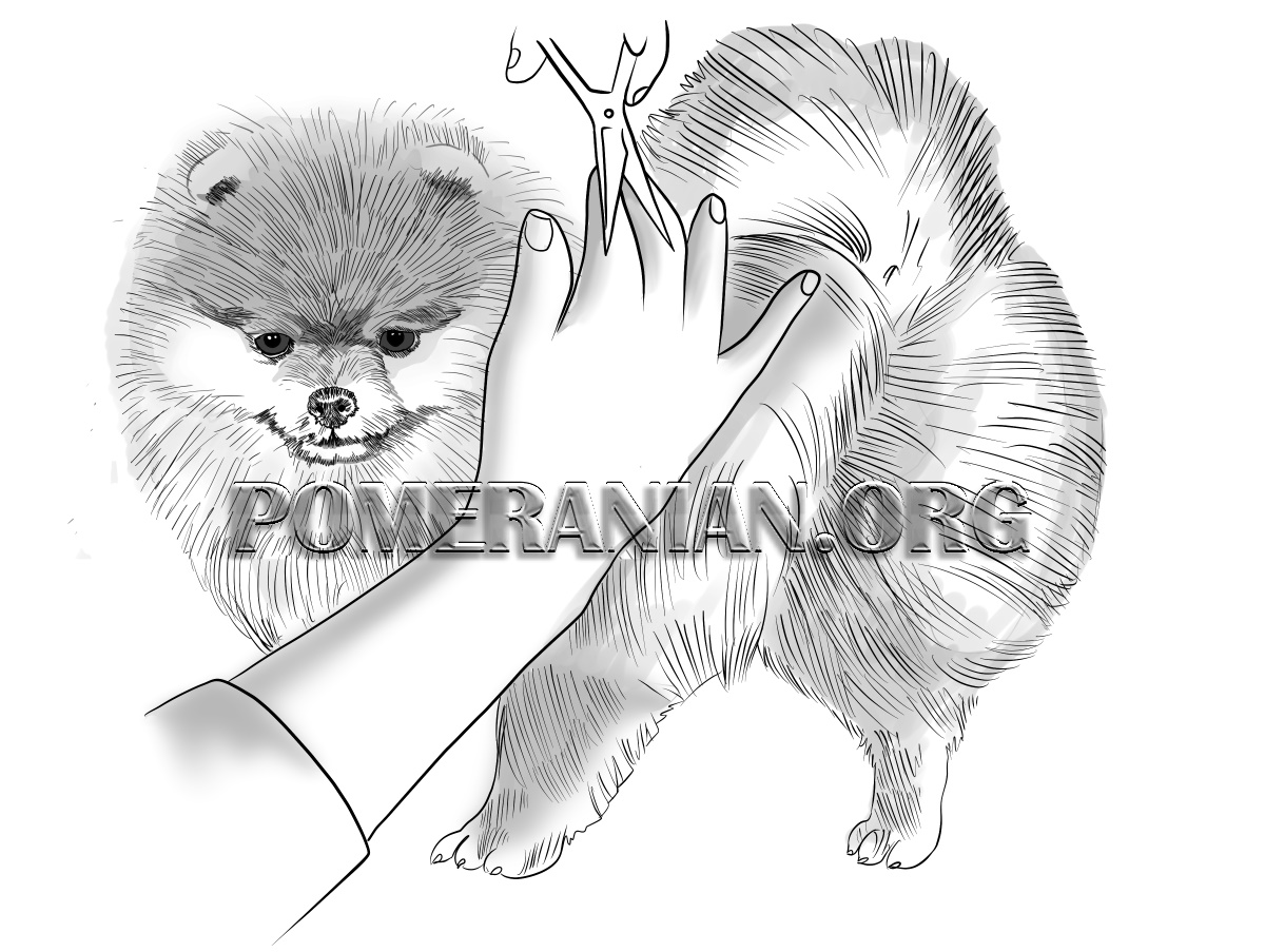 Pomeranian Trimming Guide. How to Trim a Pomeranian