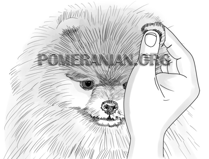 How to Cut a Pomeranian's Hair. How to Properly Trim a Pomeranian