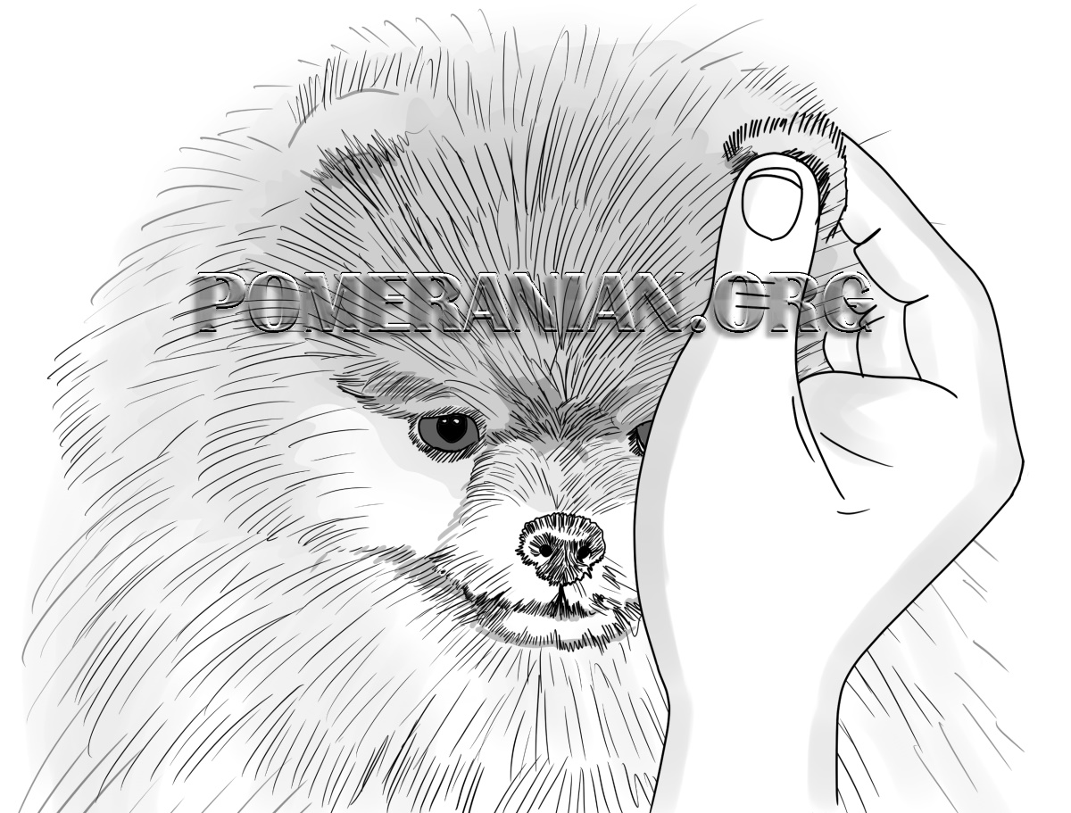 How to Cut a Pomeranian's Hair. How to Properly Trim a Pomeranian