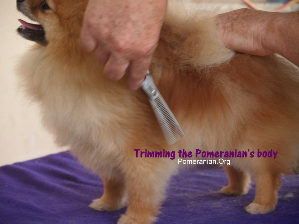 Trimming Pomeranian Body Coat