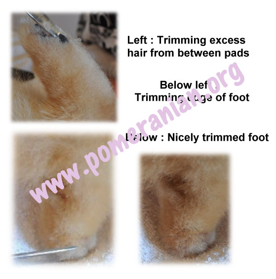 Trimmed Pomeranian the feet