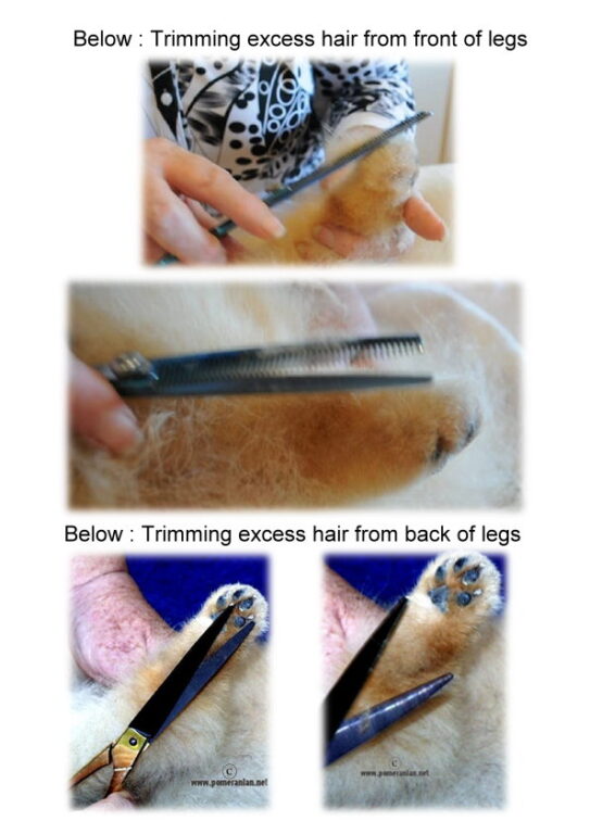 Trimmed Pomeranian Guide. How to Properly Trim a Pomeranian