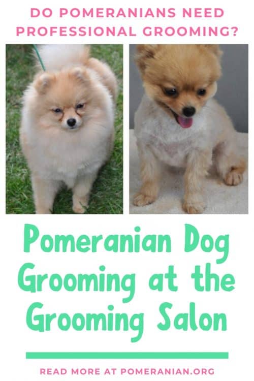 Do Pomeranians Need Professional Grooming