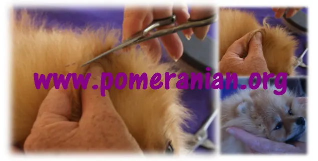 How to Trim Pomeranian Ears