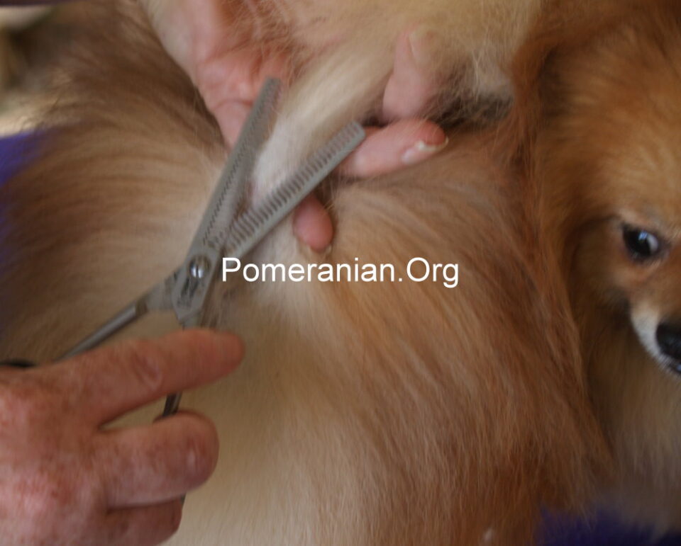 Trimmed Pomeranian Guide. How to Properly Trim a Pomeranian