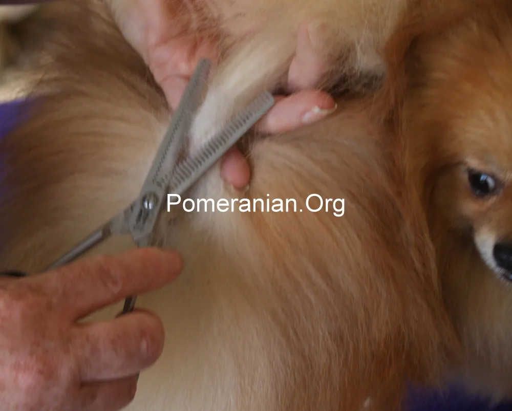 How to trim a Pomeranian tail