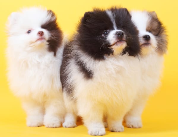 parti colored pomeranians