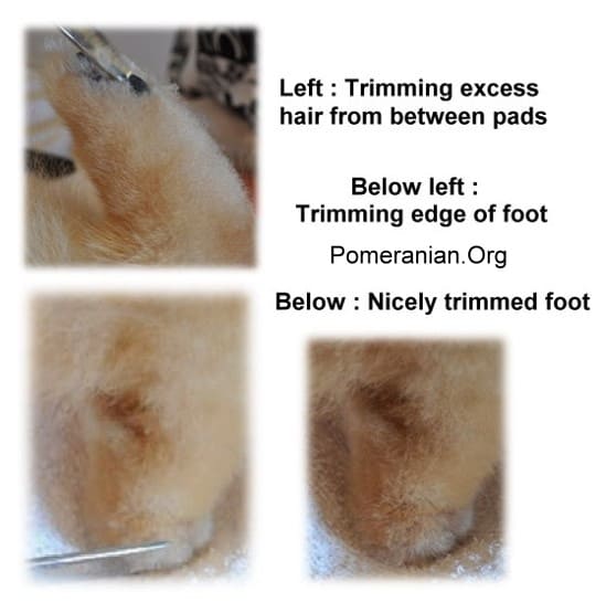 Pomeranian Scissor Cut Feet
