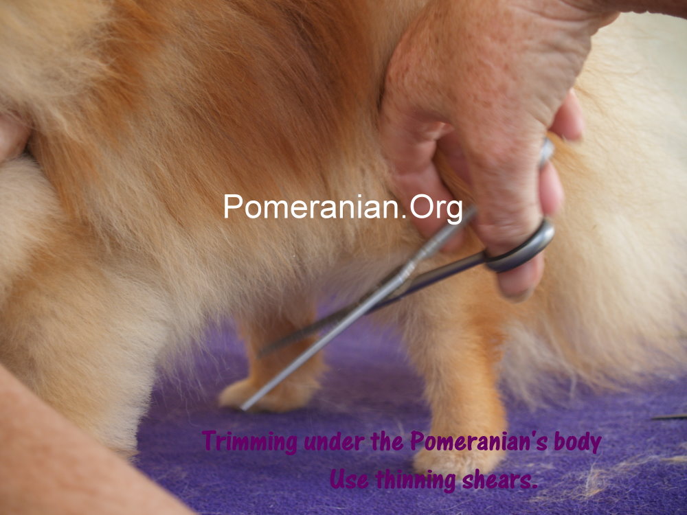 Trimmed Pomeranian