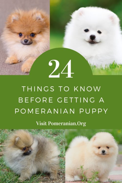 24 Things to Know Before Getting a Pomeranian Puppy