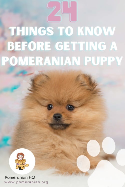 24 Things to Know Before Getting a Pomeranian Puppy