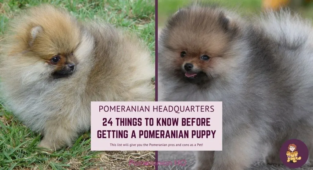 24 Things to Know Before Getting a Pomeranian Puppy