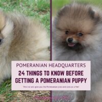 24 Things to Know Before Getting a Pomeranian Puppy