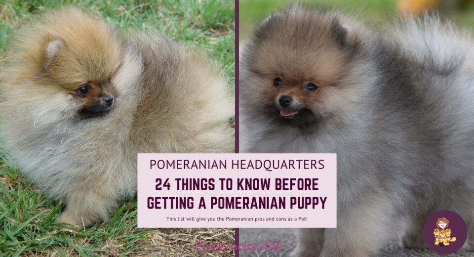 24 Pros and Cons of Owning Pomeranians Complete Breed Characteristics