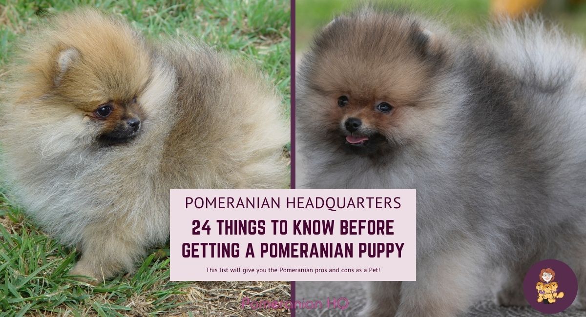 how do i choose a pomeranian puppy