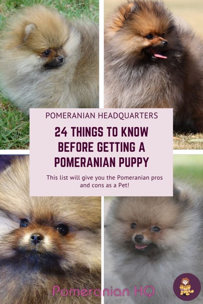 Getting Pomeranian Puppy