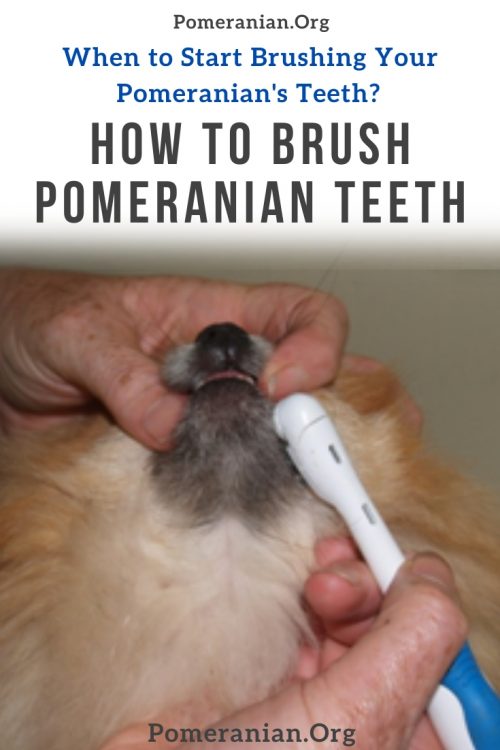 How to Brush Pomeranian Teeth