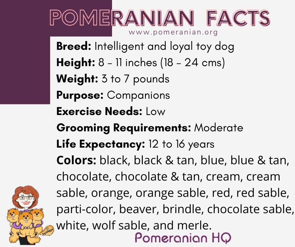 Pomeranian Facts